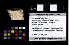 Foto (Objekt + Etikett) von Goniodromites bidentatus (Reuss, 1858)  (NHMW-GEO-1990-0041-2685)
